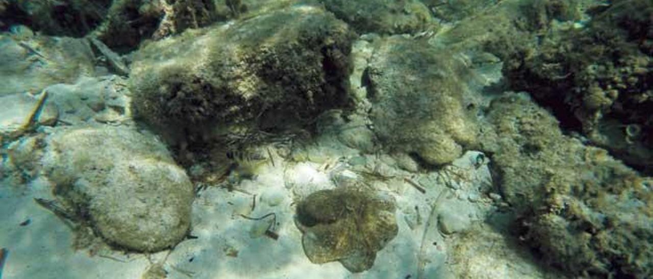 Fondo marino en una cala de Mallorca.