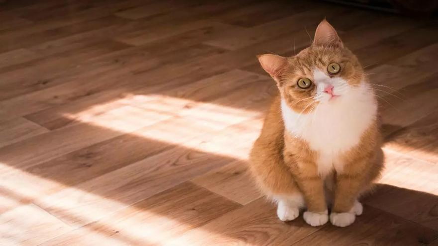 Vídeo: Si tu gato te acompaña hasta el váter esta es la razón de su comportamiento