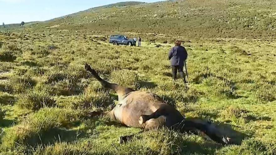 Encuentran nueve equinos sin vida acribillados a balazos en los montes boirenses de A Curota