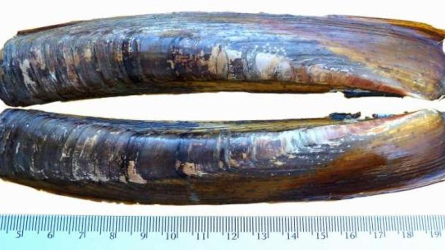 Imagen de una &#039;Ensis Terranova&#039;, especie de navaja descubierta por investigadores coruñeses . / la opinión