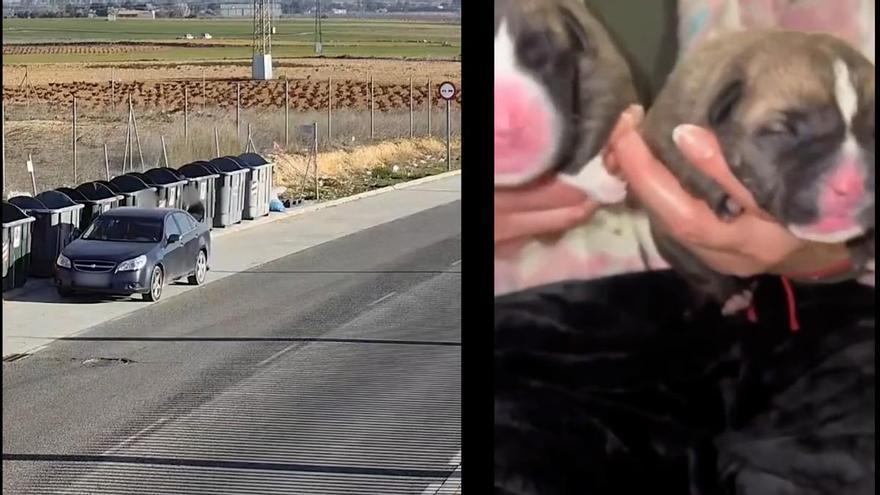Así tiraron a la basura a tres cachorros que fueron rescatados por la Guardia Civil en Albacete