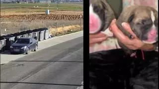 Así tiraron a la basura a tres cachorros que fueron rescatados por la Guardia Civil en Albacete