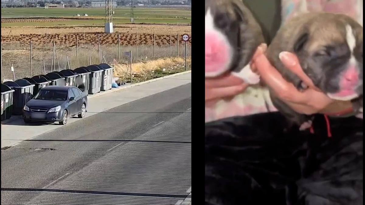 Así tiraron a la basura a tres cachorros que fueron rescatados por la Guardia Civil en Albacete