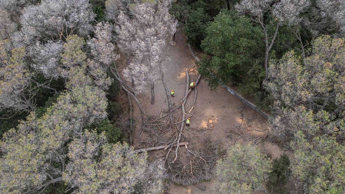Retirada de árboles muertos o decaídos en Collserola por la sequía.