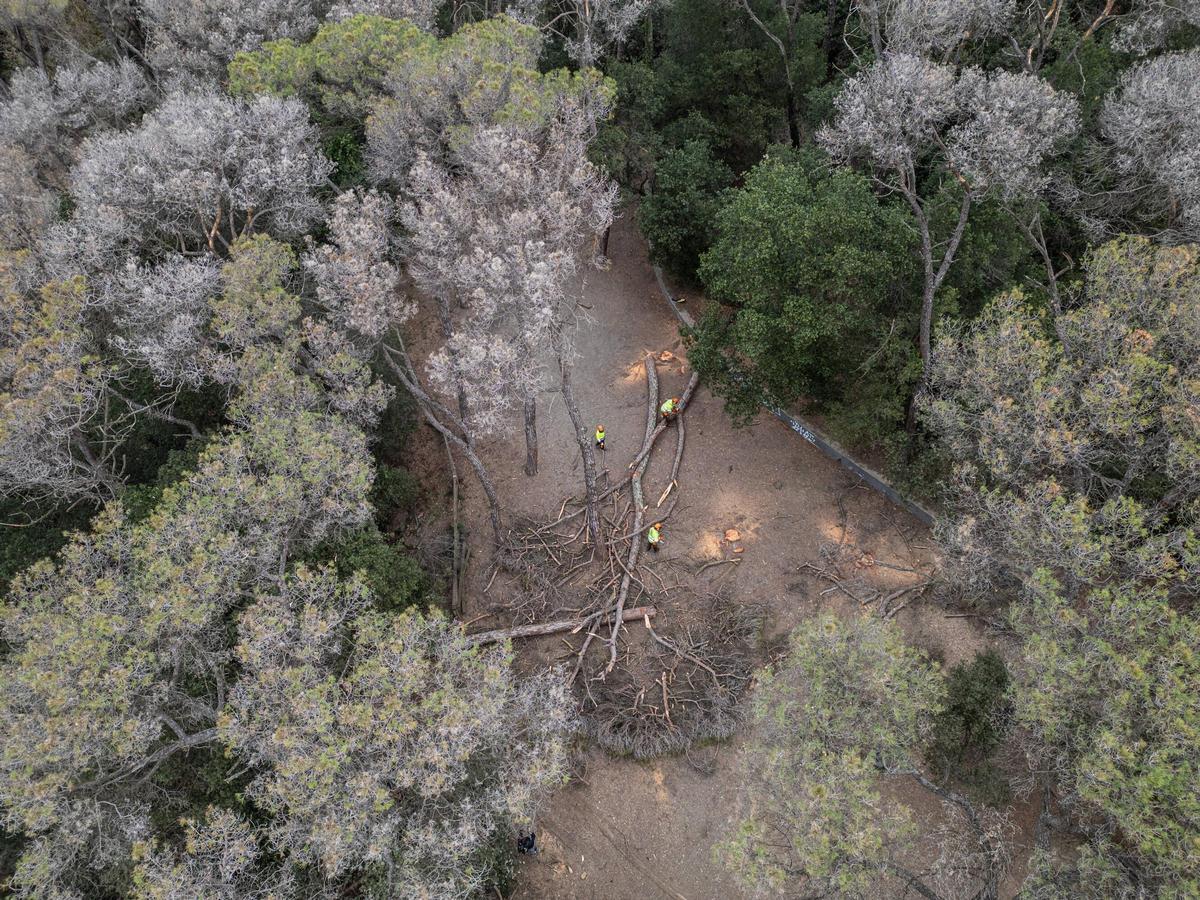 Retirada de árboles muertos o decaídos en Collserola por la sequía.
