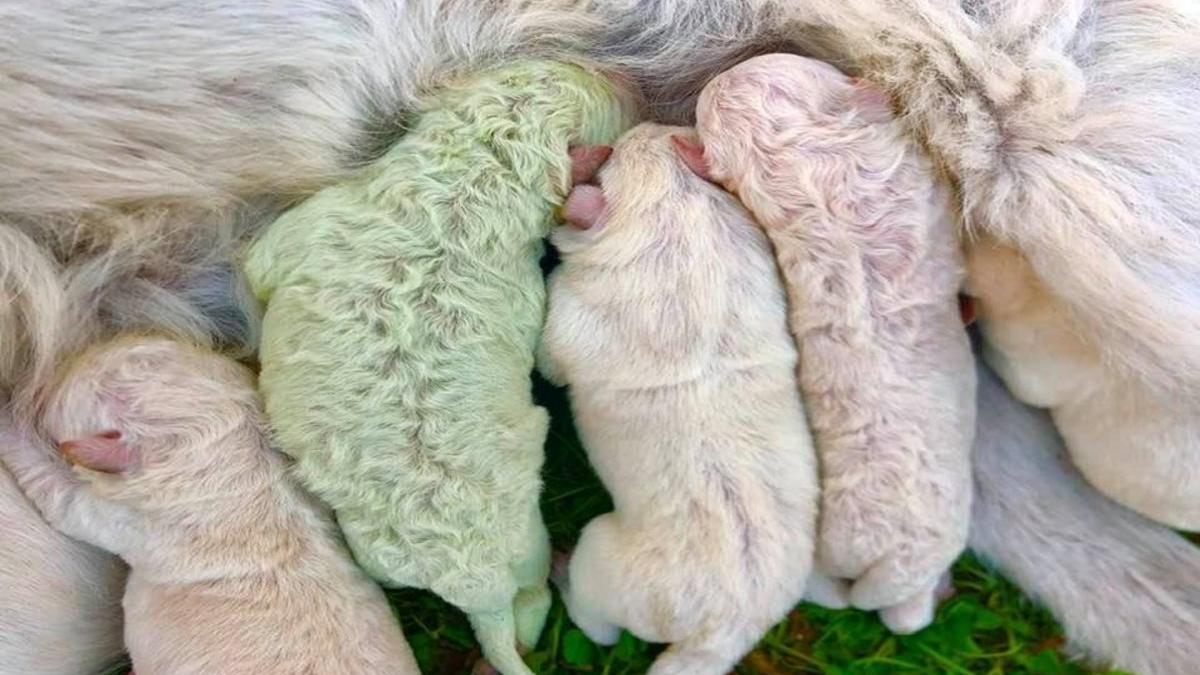 Nace un perro verde en Italia