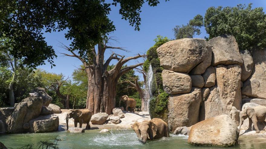 Formar part de la natura per protegir-la: el compromís de BIOPARC amb el futur del planeta
