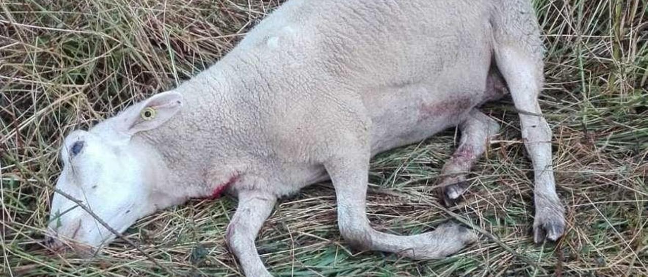 Una oveja muerta en un ataque de lobos en Aller.