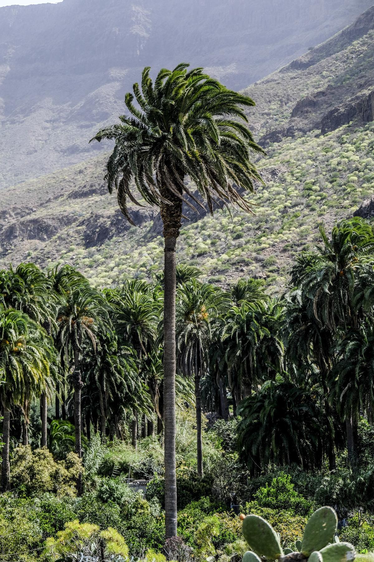 Yacimiento de Arteara