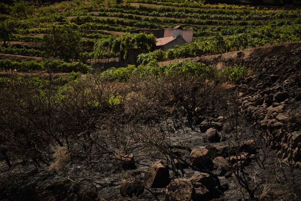 Los efectivos no han cesado en la misión de extinguir el fuego.