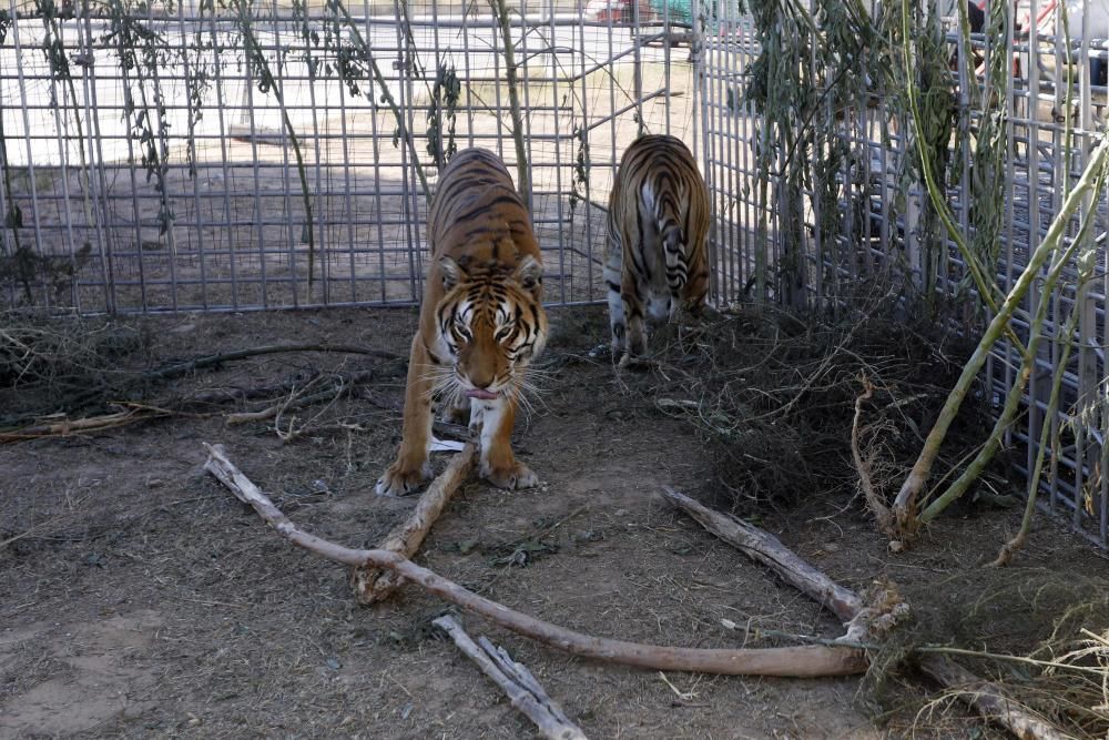 Un circo con animales en Alfafar, el único en la Comunitat