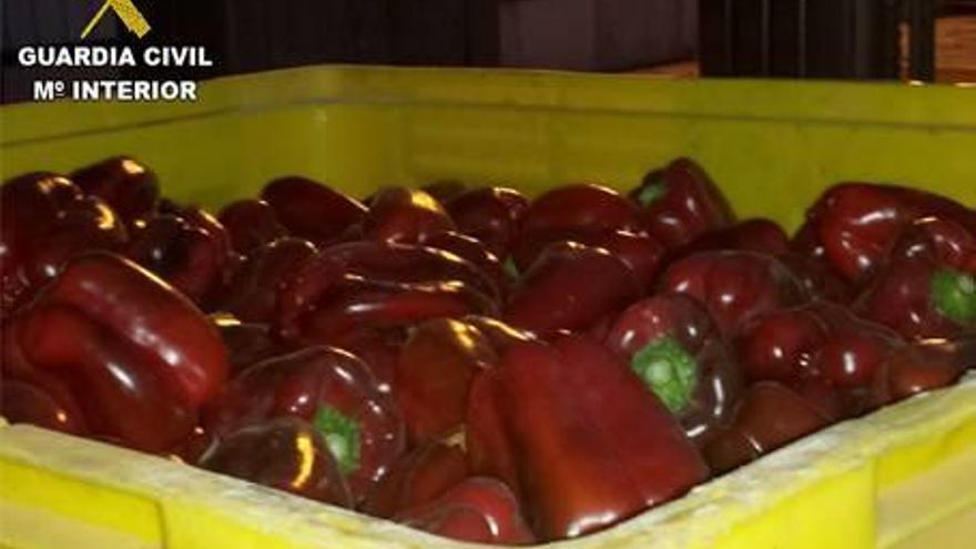 Recuperados 500 kilos de pimientos robados en Pilar de la Horadada