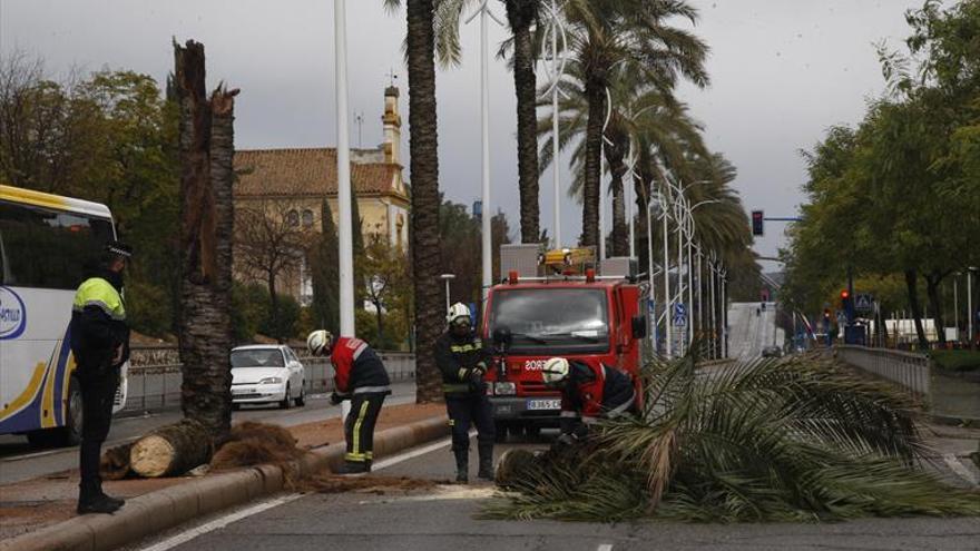 Caída de árboles y ramas a causa del temporal