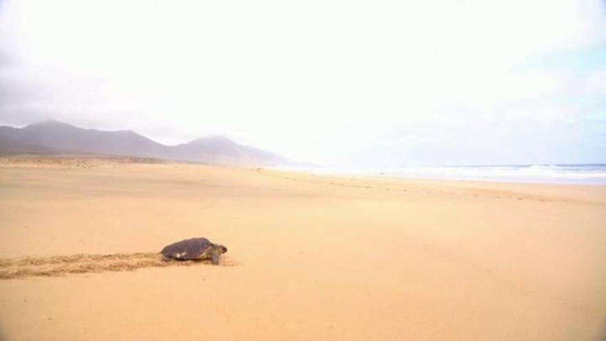 Vuelve al mar una tortuga boba rescatada en Fuerteventura