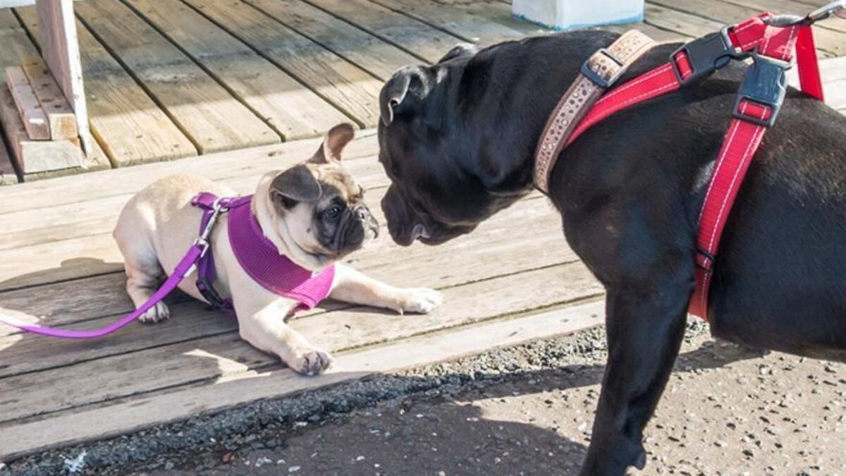 Diferencias entre el collar y el arnés para perros.