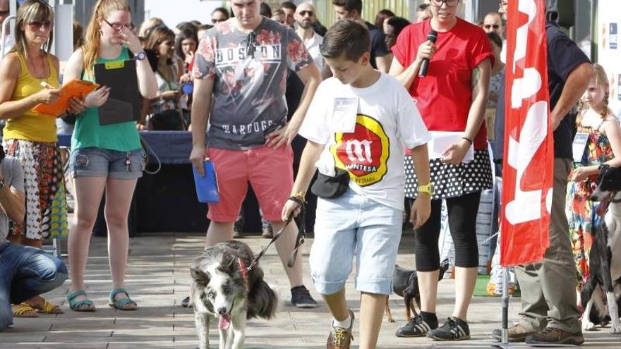 Bellezas en un desfile muy animal