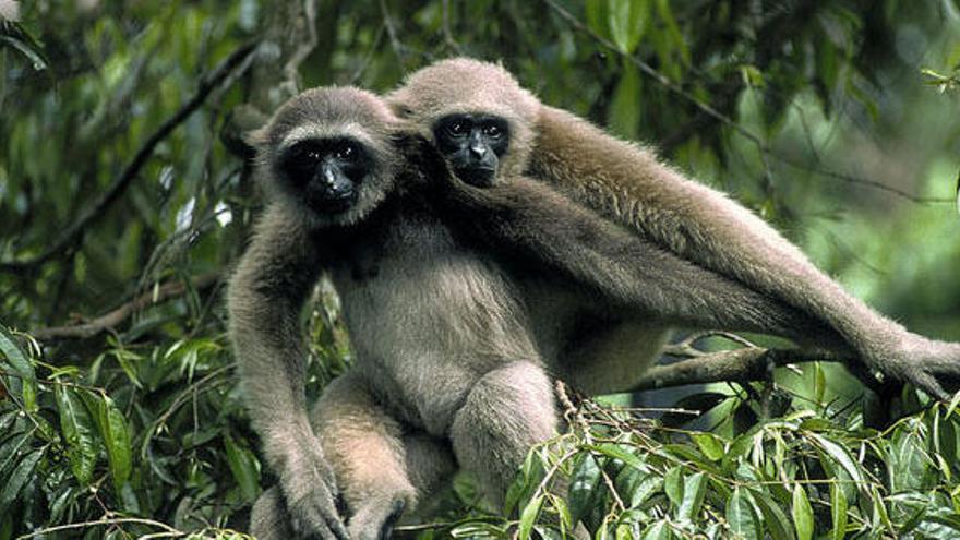 Los gibones son los únicos simios que viven en pareja.