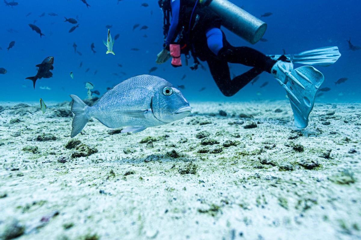 El 11 de marzo de 2024, Greenpeace instó a los gobiernos a ratificar un tratado de la ONU para la protección de los océanos para permitir la creación de una primera área marina protegida del mundo en alta mar alrededor del famoso archipiélago de Galápagos en Ecuador