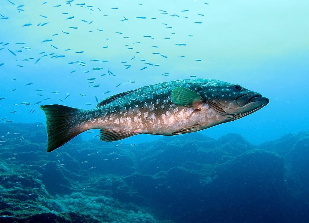 Aguas cristalinas canarias