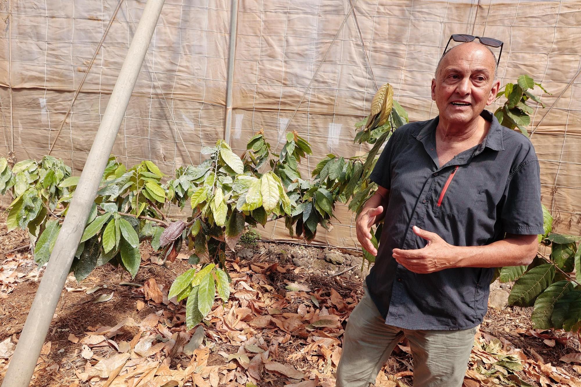 Parcelas destinadas al cultivo de café y cacao de la Finca Los Pajalillos