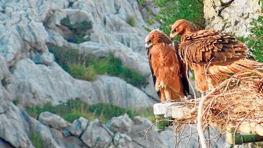 Una pareja de águilas de Bonelli, un día antes de su primer vuelo en la Serra de Tramuntana.