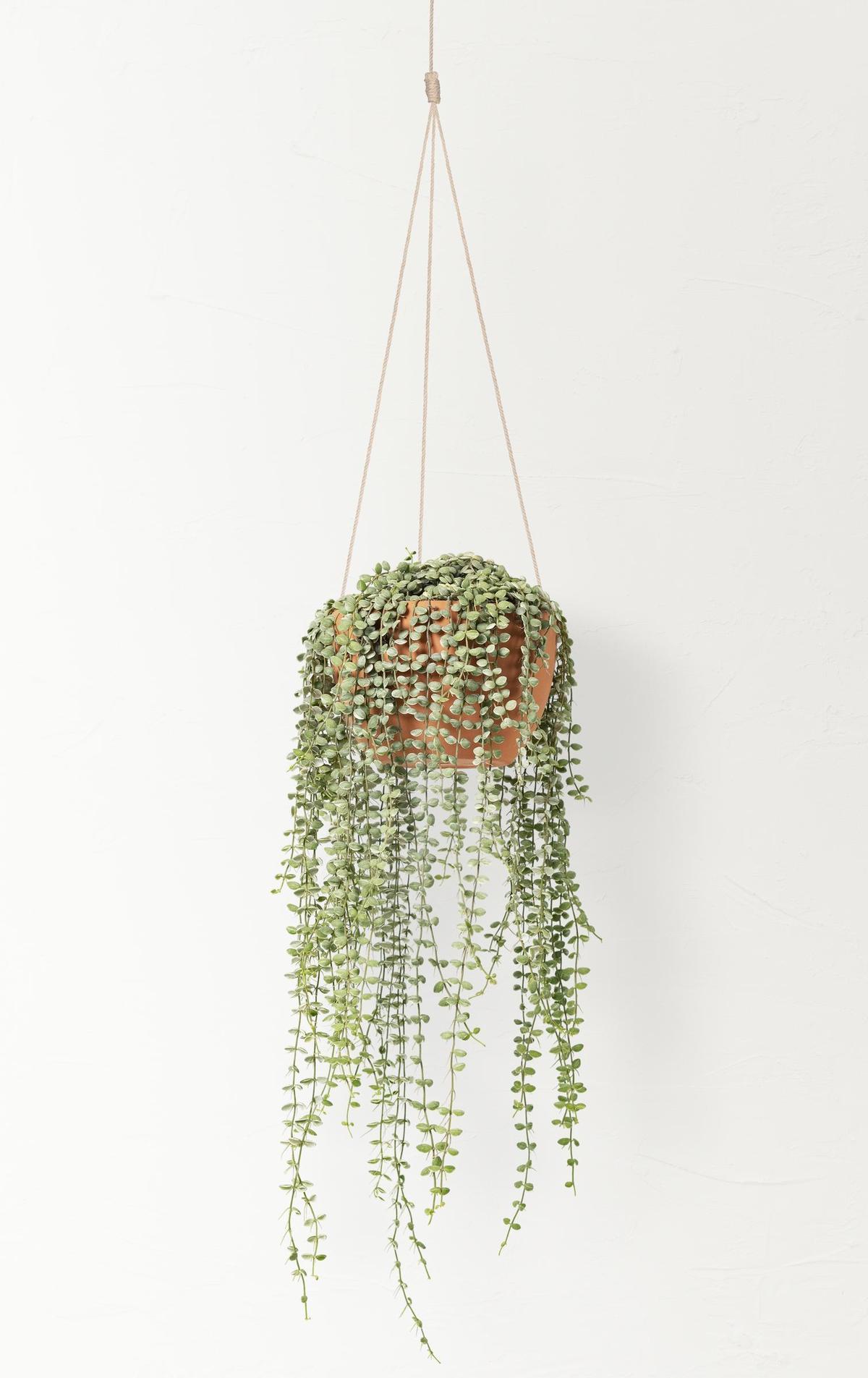 Todos los Senecios comparten una característica: son plantas sumamente fáciles de cuidar