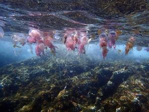 Las playas de Catalunya con mayor presencia de medusas