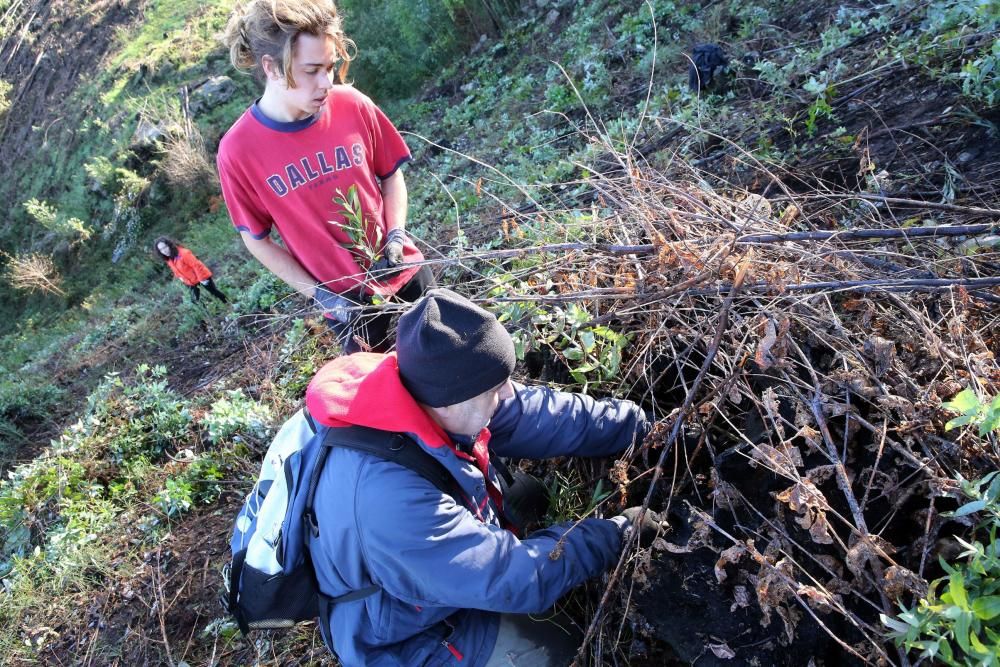 La Comunidad de Montes de Coruxo, que, en colaboración con las brigadas deseucaliptizadoras de Verdegaia, organizaron una jornada de voluntariado para liberar de eucaliptos el regato de O Pontón.