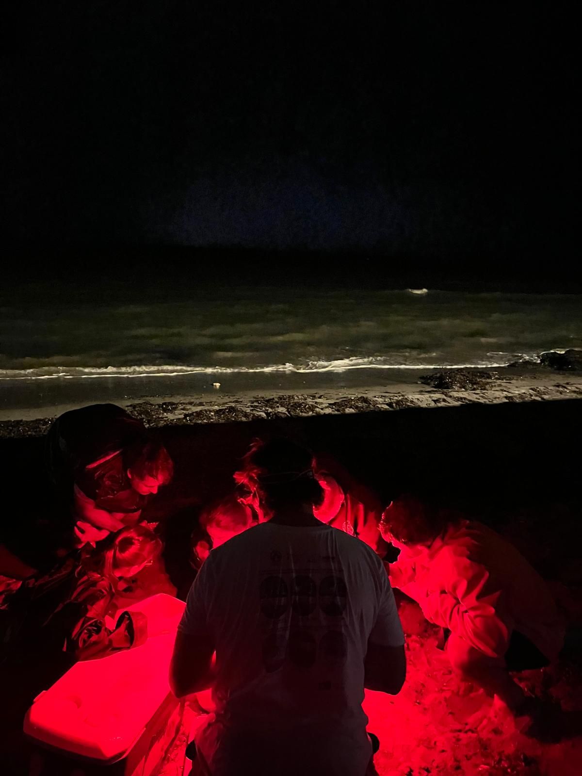 El milagro de la vida en una playa de Dénia: las imágenes del nacimiento de 98 tortugas