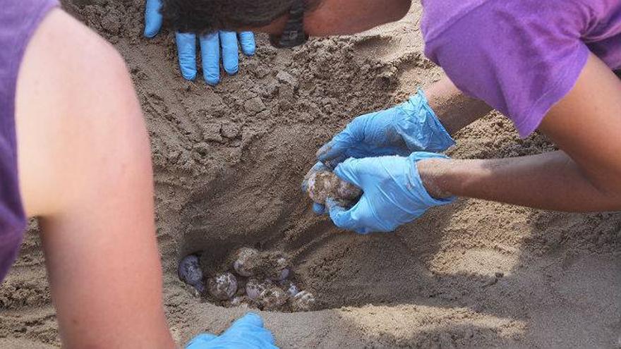 Una tortuga boba pone 89 huevos en una playa urbana de Tarragona