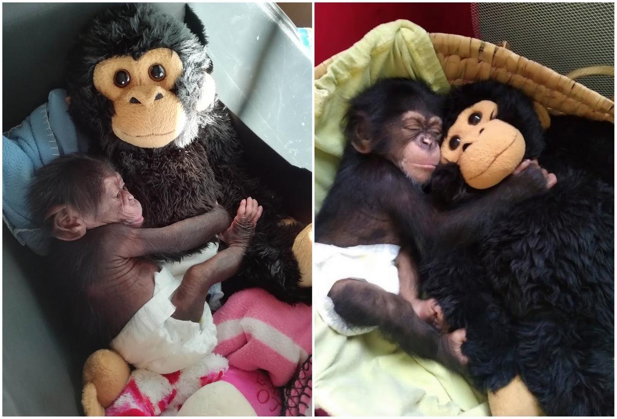El chimpancé Djibril con su peluche en 2019.