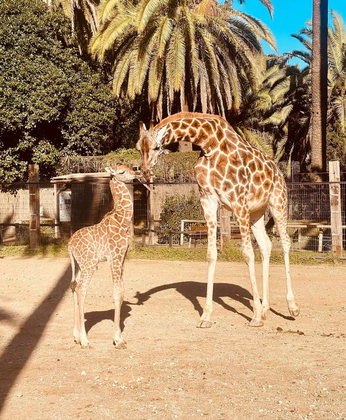 La jirafa andaluza 'Castilla' vuelve a ser madre y ya se la puede visitar