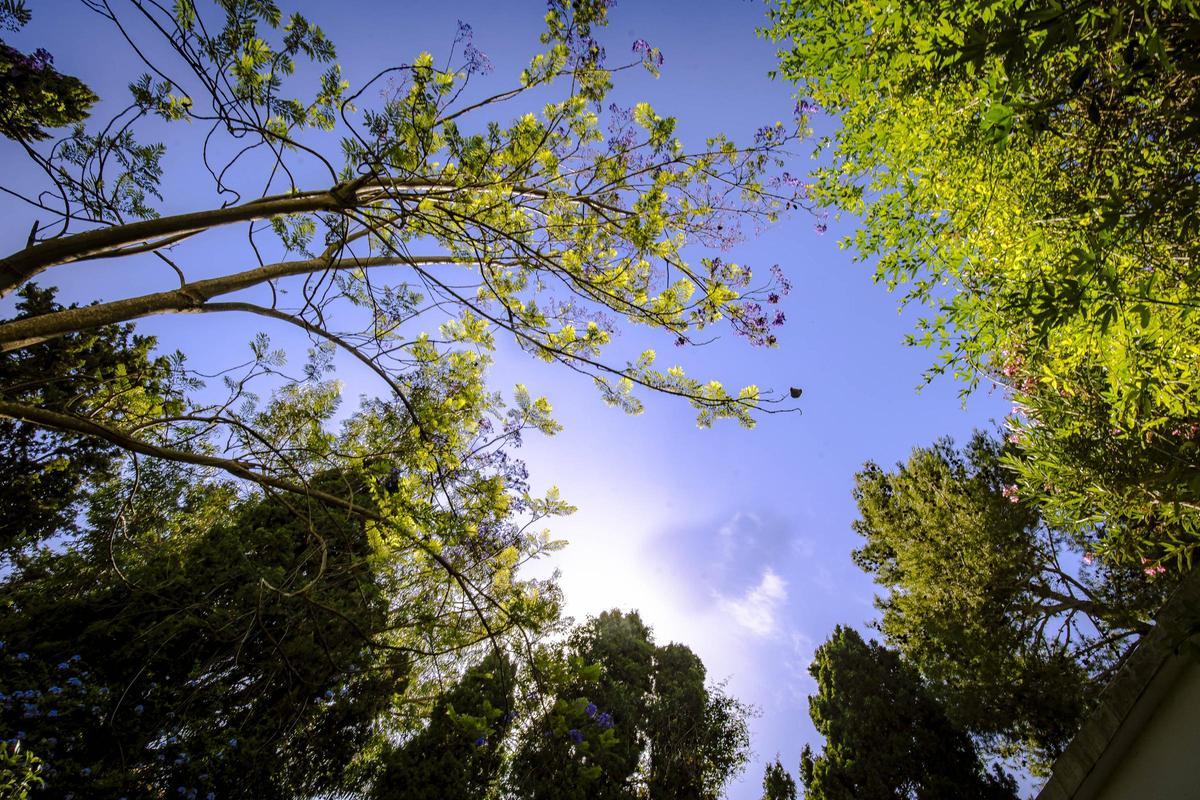 Una vista del frondoso jardín