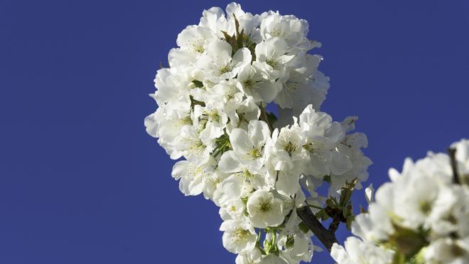 Fotogalería | El sol y la subida de temperaturas favorecen la floración de los cerezos del Jerte