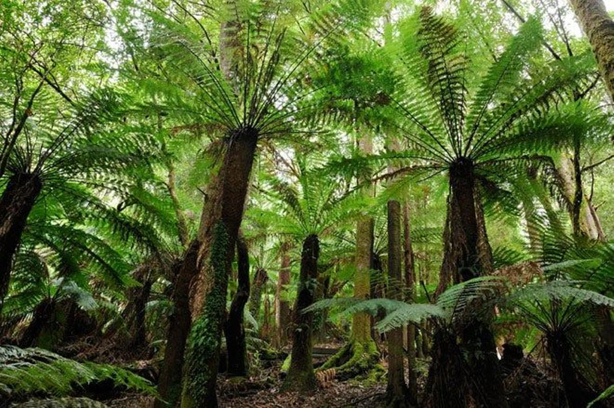 Bosque de helechos en Tasmania.