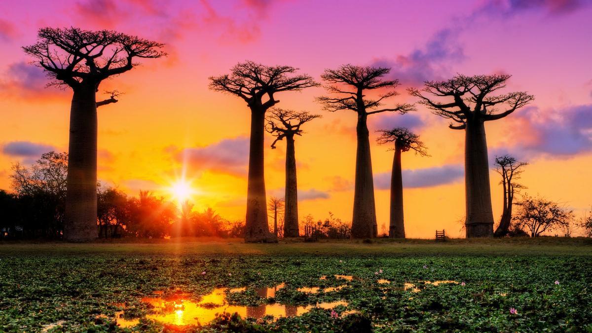 Baobabs