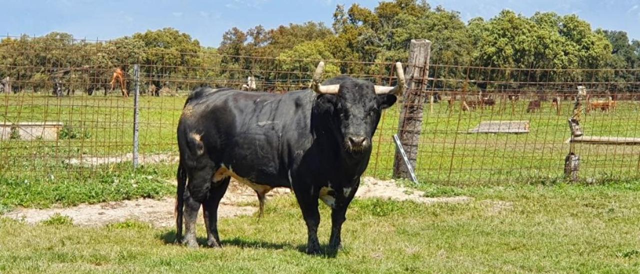 Siguiñuelo, en la finca de Peraleda de la Mata (Cáceres), es el Toro Enmaromado de 2022.