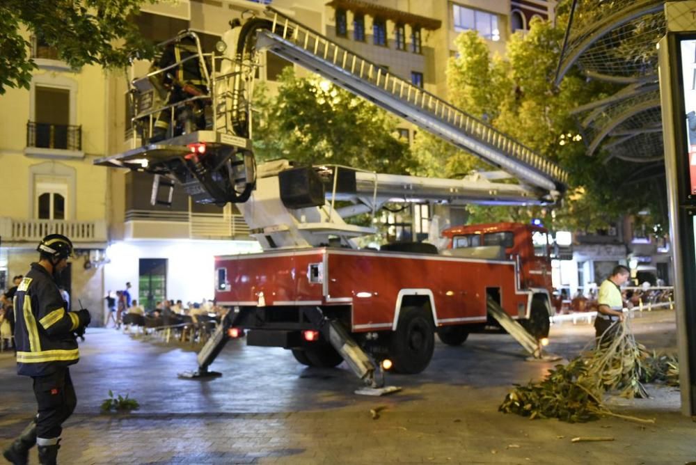 Se quiebra una rama del ficus de Santo Domingo