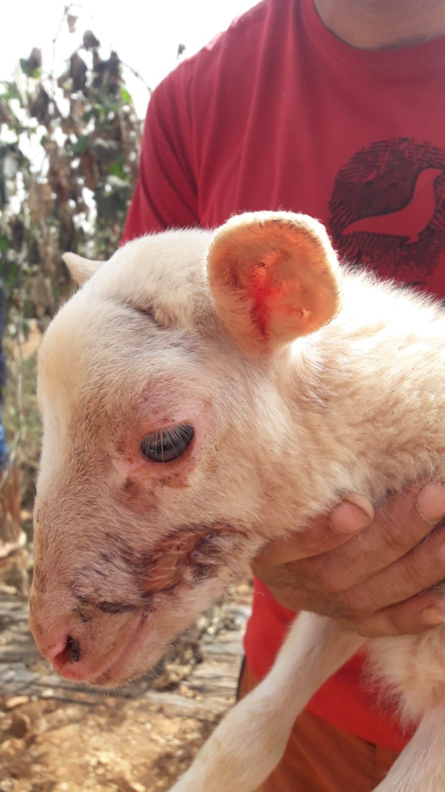 Vorsicht, verstörende Bilder: So haben Hunde eine Schafsherde auf Mallorca zugerichtet