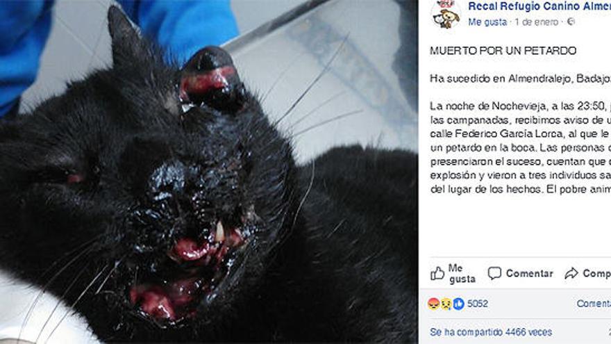 Un grupo animalista denuncia la muerte de un gato al que le explotó un petardo en Badajoz