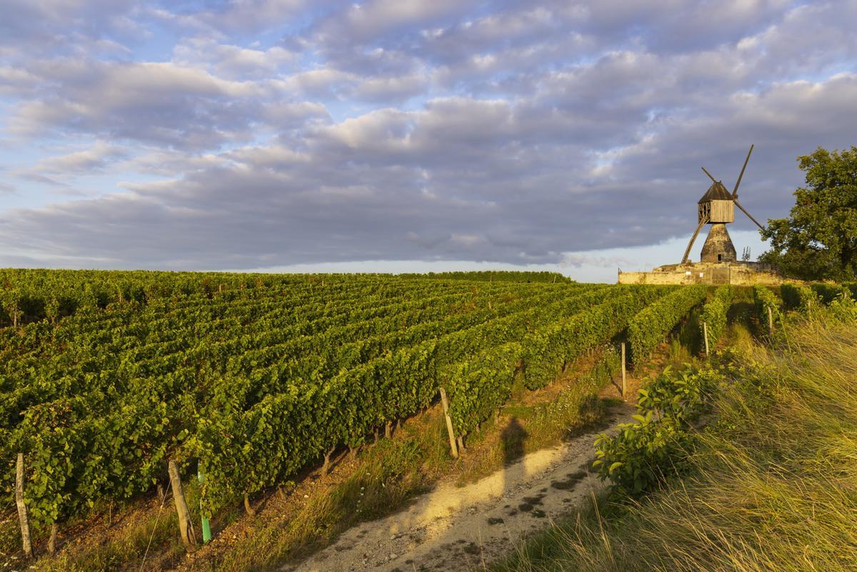 El Valle del Loira está repleto de viñedos y bodegas