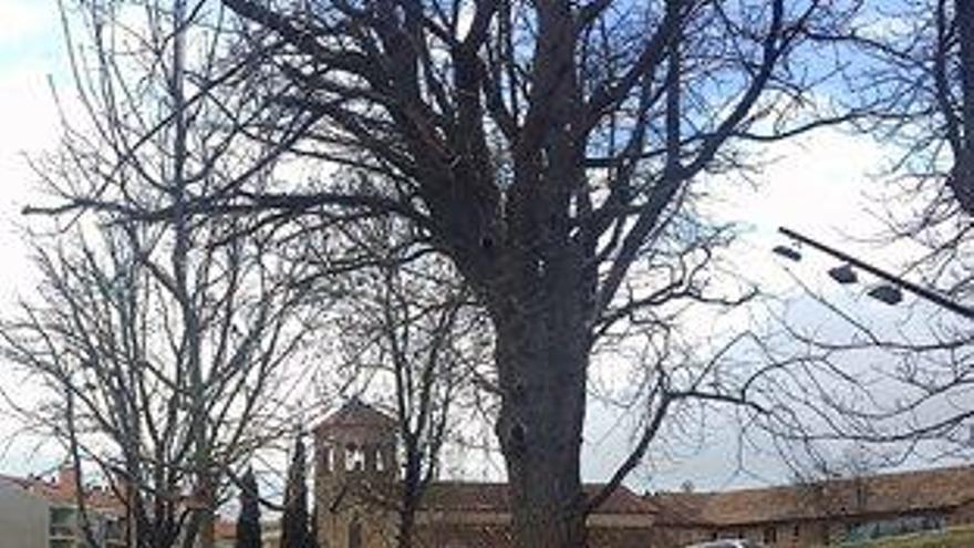 Plantació d&#039;arbres a Solsona