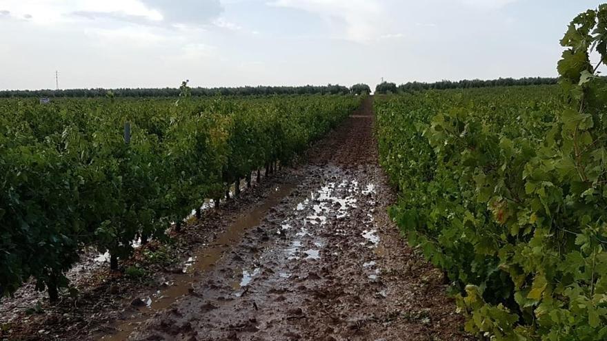 Las tormentas provocan daños en el olivar y la viña de Montilla