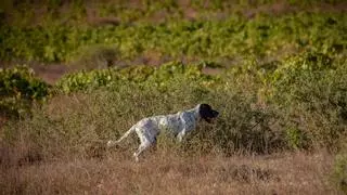 Perros de caza: características, razas y cuidados esenciales para un compañero canino excepcional