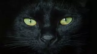 ¿Por qué los ojos de los gatos brillan en la oscuridad? Este es su significado