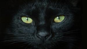 ¿Por qué los ojos de los gatos brillan en la oscuridad?