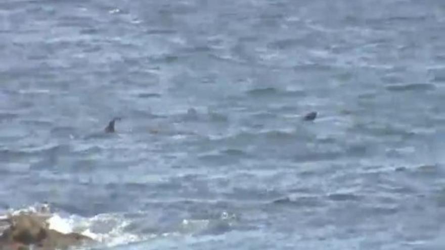 La playa de Riazor despierta con delfines