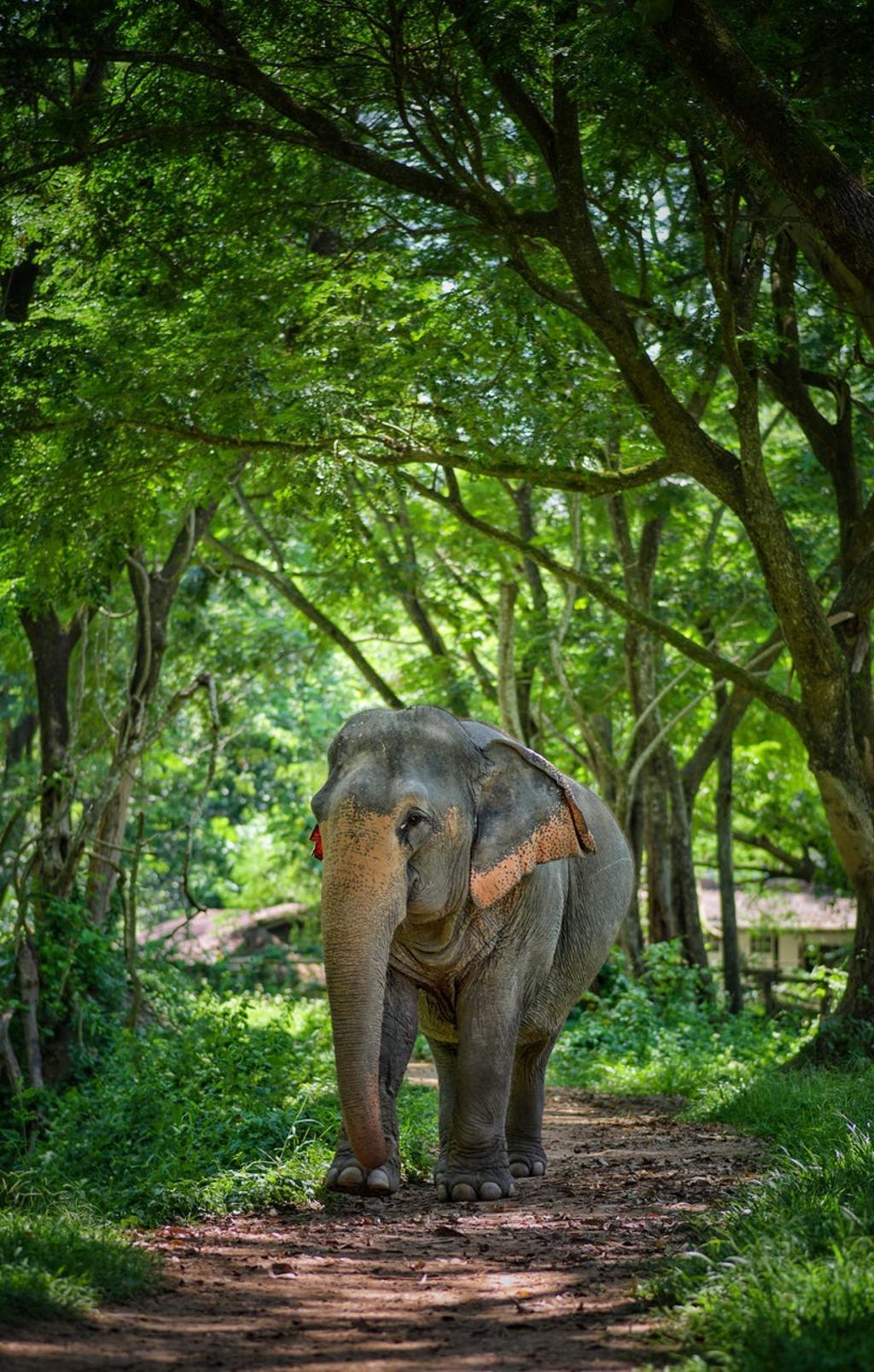 Chiang Mai