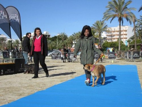 XIX edición del concurso canino en s'Arenal