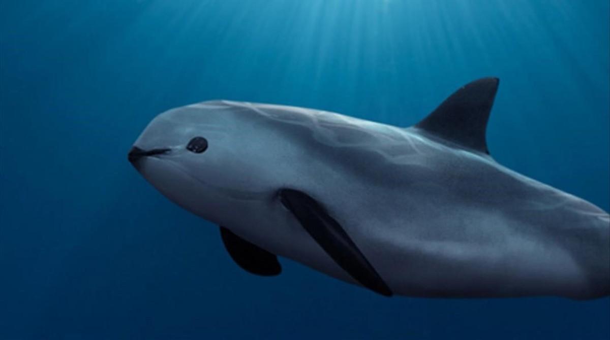 icoy33898947 vaquita marina animal en peligro de extincion160515193409 icoy33898947 vaquita marina animal en peligro de extincion160515193409